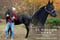 Horse ad