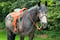 Annuncio cavallo