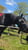 Horse ad