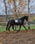 Annuncio cavallo