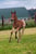 Horse ad