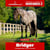 Annonce cheval