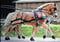 Annuncio cavallo