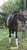Horse ad
