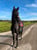 Paardadvertentie