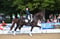 Horse ad