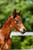 Annuncio cavallo