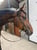 Annuncio cavallo