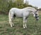 Annonce cheval