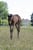 Horse ad