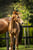 Horse ad
