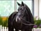 Annuncio cavallo