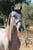 Annuncio cavallo