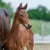 Horse ad