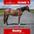 Paardadvertentie