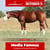 Paardadvertentie