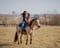 Horse ad