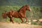 Horse ad