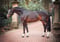 Horse ad
