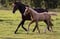 Horse ad