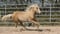 Horse ad