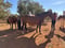 Horse ad
