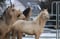 Annuncio cavallo