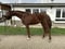 Horse ad