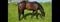 Horse ad