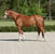 Horse ad