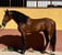 Horse ad