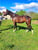 Horse ad