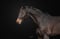Horse ad