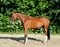 Annuncio cavallo
