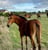 Horse ad