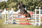 Horse ad