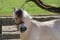 Pferdeinserat