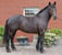 Annuncio cavallo
