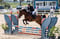 Annuncio cavallo