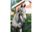 Anuncio de caballos