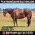 Annuncio cavallo