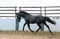 Annuncio cavallo