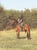 Annuncio cavallo