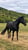 Horse ad