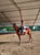 Horse ad