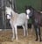 Horse ad