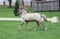 Horse ad