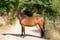 Horse ad