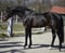 Annuncio cavallo