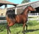 Horse ad